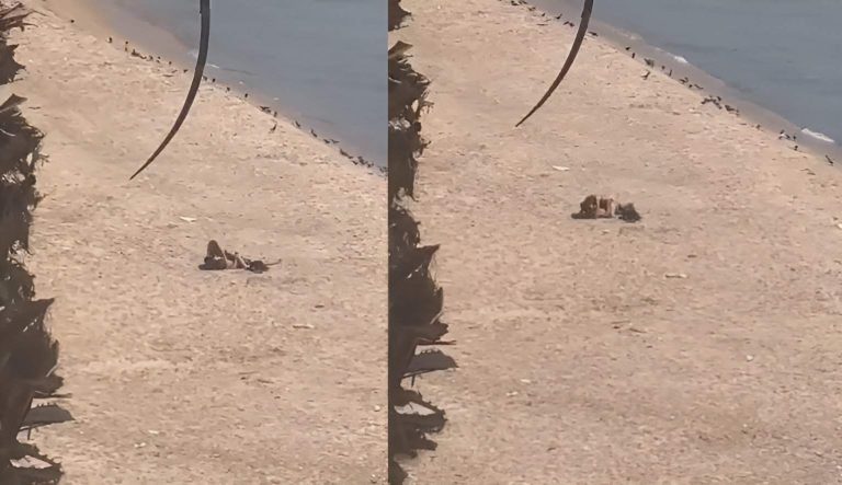 فيديو إباحي على شاطئ الرملة البيضا في بيروت يستنفر اللبنانيين! فيديو إباحي على شاطئ الرملة البيضا في بيروت يستنفر اللبنانيين!