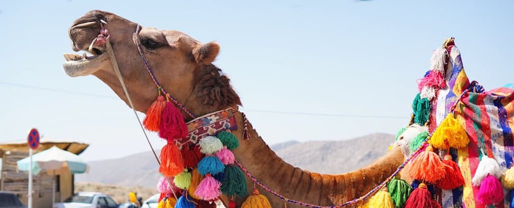 إبل تشرب تانج في السعودية