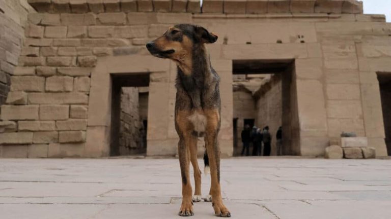 مصر غارقة في الأزمة الاقتصادية.. “حتى الكلاب لم تنجُ من فشل السيسي” مصر غارقة في الأزمة الاقتصادية.. "حتى الكلاب لم تنجُ من فشل السيسي" watanserb.com