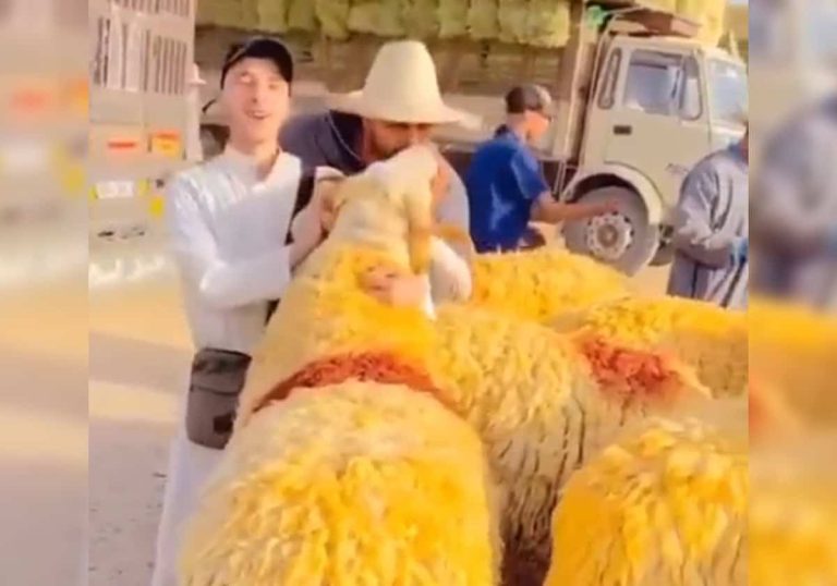 أضخم خروف عيد وأضحية ملك المغرب.. سلالة خرفان "الصردي" العملاقة