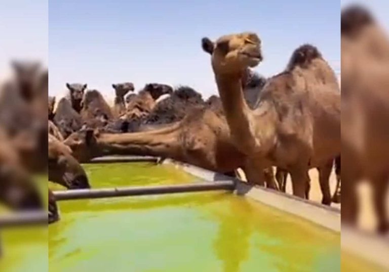 فيديو غريب لـ إبل تشرب “تانج” في السعودية.. ما السر؟ فيديو غريب لـ إبل تشرب "تانج" في السعودية.. ما السر؟