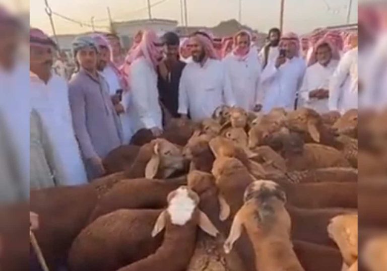 مع اقتراب عيد الأضحى.. بيع خروف بسعر خيالي في السعودية والسبب غير متوقع