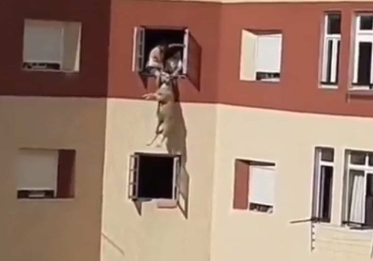 خروف يلقي بنفسه من الشرفة هربا.. كُتب له عمر جديد