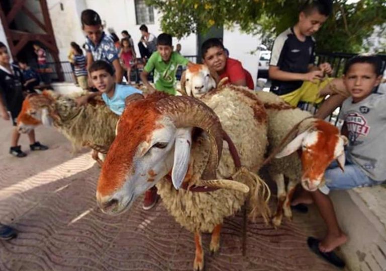 أبرزها في المغرب والجزائر.. خطف خروف العيد وأغرب عادات عيد الأضحى