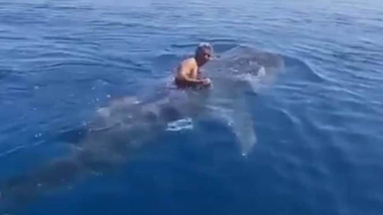 بعد حادث الغردقة.. سعودي يسبح على ظهر قرش كأنه يمتطي حصانا بالصحراء (فيديو) سعودي يمتطي قرش