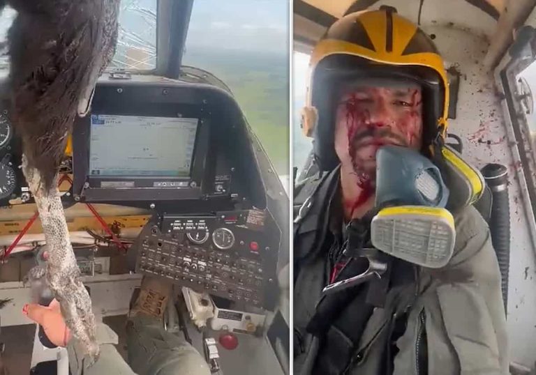صادم.. طائر ضخم يقتحم قمرة قيادة طائرة في الجو ويلطخ وجه الطيار بالدماء!