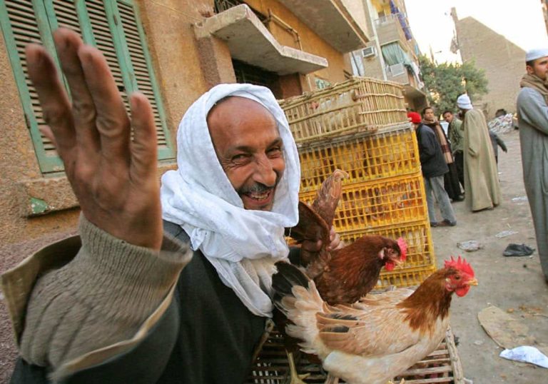 للمرة الثانية هذا العام.. “فرخة السيسي” تتصدر الواجهة وسط أزمة طاحنة للمرة الثانية هذا العام.. "فرخة السيسي" تتصدر الواجهة وسط أزمة طاحنة