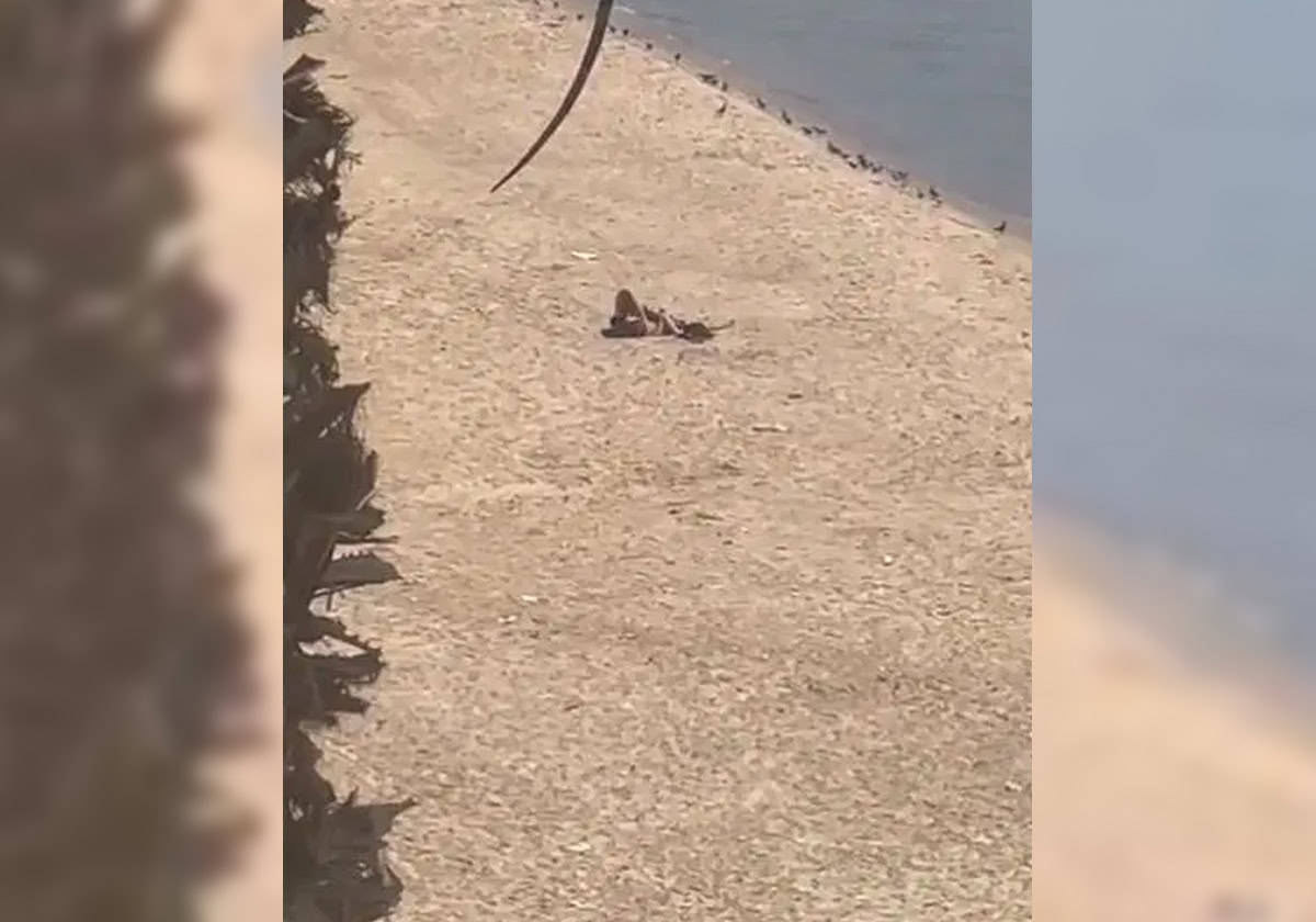 فيديو شاطئ الرملة البيضا
