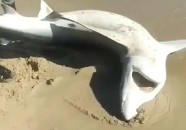 قرش يفاجئ المصطافين على شاطئ تونسي.. فيديو متداول أثار الذعر