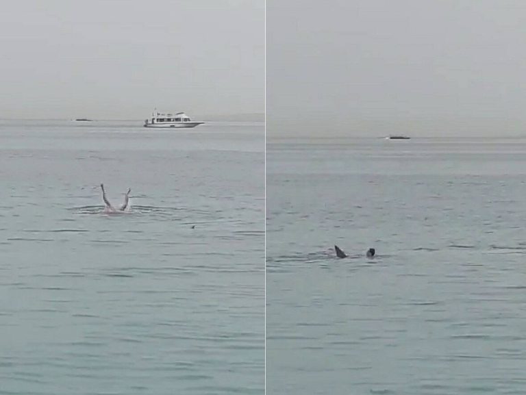قرش يفترس سائح في الغردقة