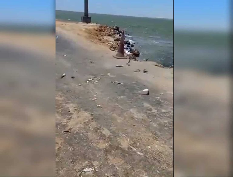 هروب الأسماك من البحر بسبب ارتفاع درجة حرارة المياه في اليمن