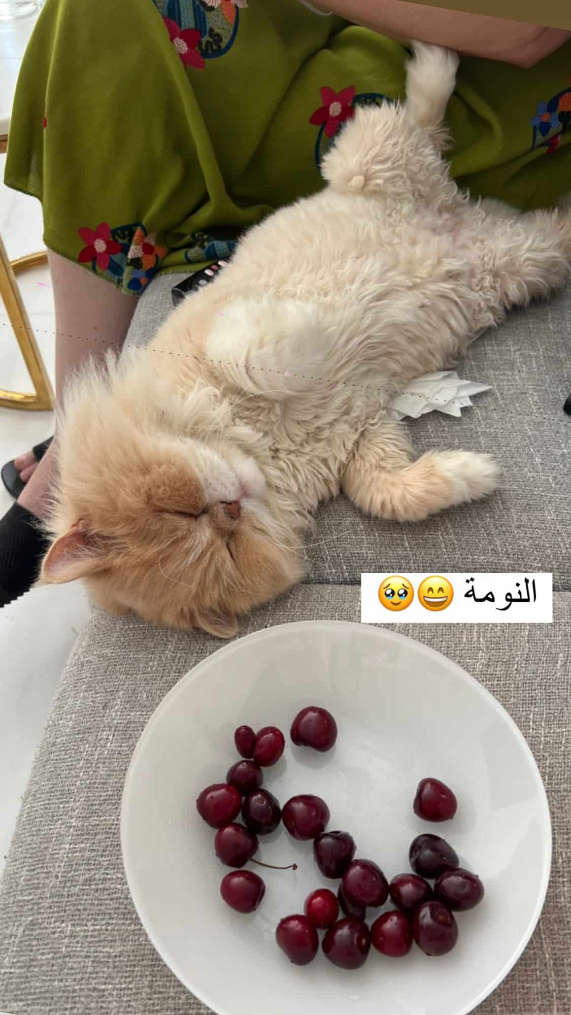 نسرين طافش