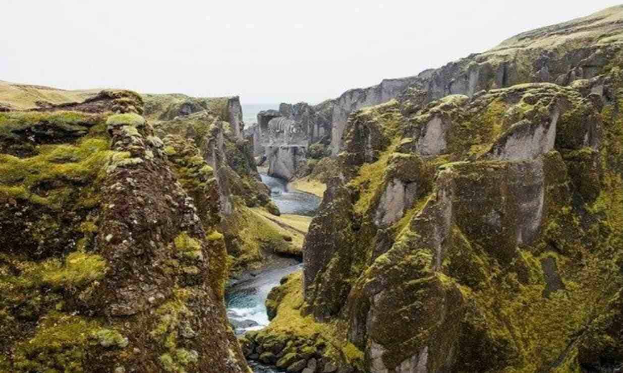 هل تستطيع رؤية نمر في هذه الصورة