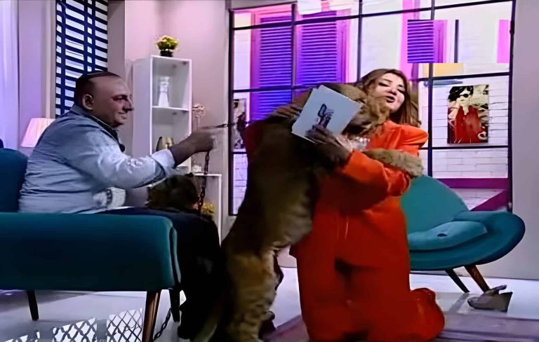 شاهد لحظة تعرض مادلين طبر إلى عضة أسد على الهواء مباشرة (فيديو) شاهد لحظة تعرض مادلين طبر إلى عضة أسد على الهواء مباشرة (فيديو)