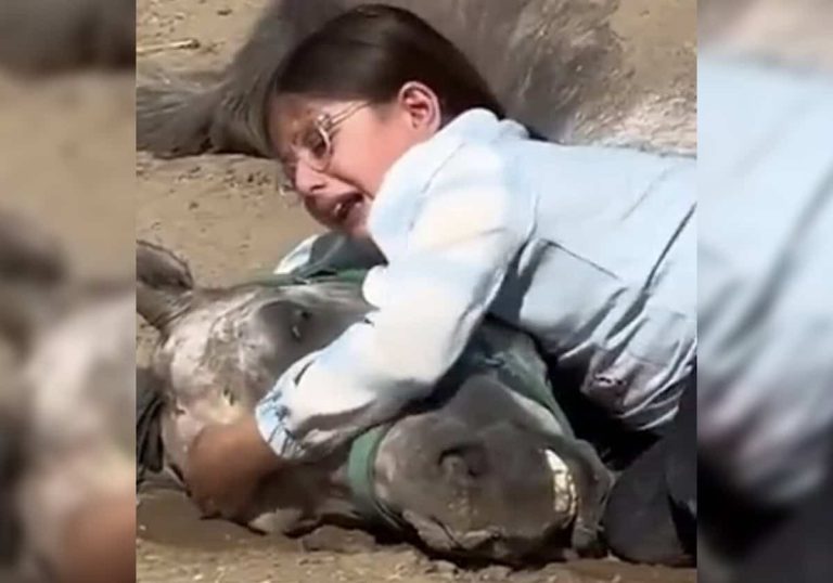 بكاء لانيا فاخر حزنا على فرسها حرك قلب حاكم دبي.. فاجأها بما يفوق خيالها