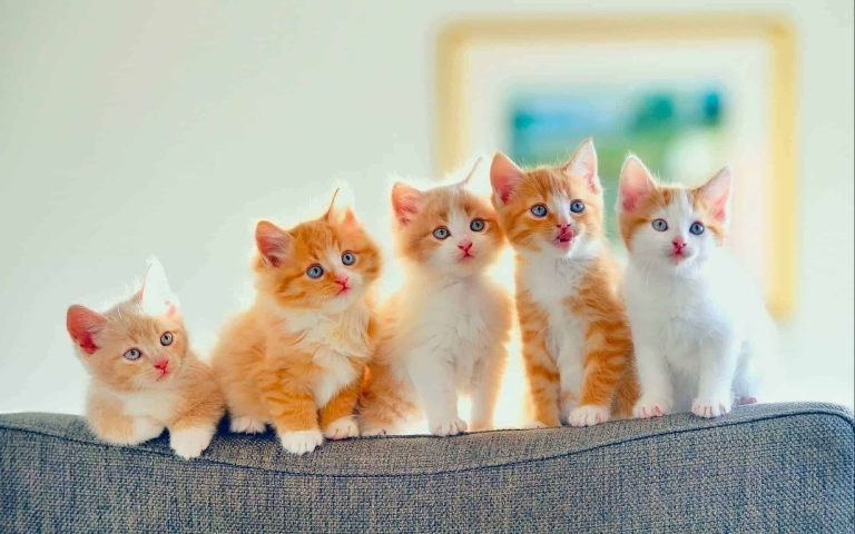 صغار قطة