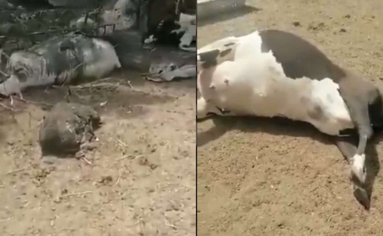 حربٌ وقودها الأحياء.. فيديو مؤلم لمواشي السودان التي لم تنج من القتل فيديو مؤلم لمواشي السودان التي لم تنج من القتل