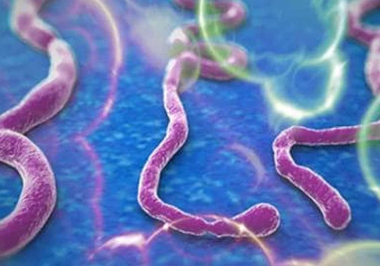 "فيروس قاتل" ينتشر في ولايات جزائرية والسلطات توضح!