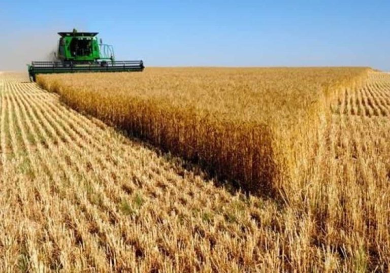 مصر تستغيث بدولة خليجية لتمويل واردات القمح على وقع استفحال أزمة الدولار
