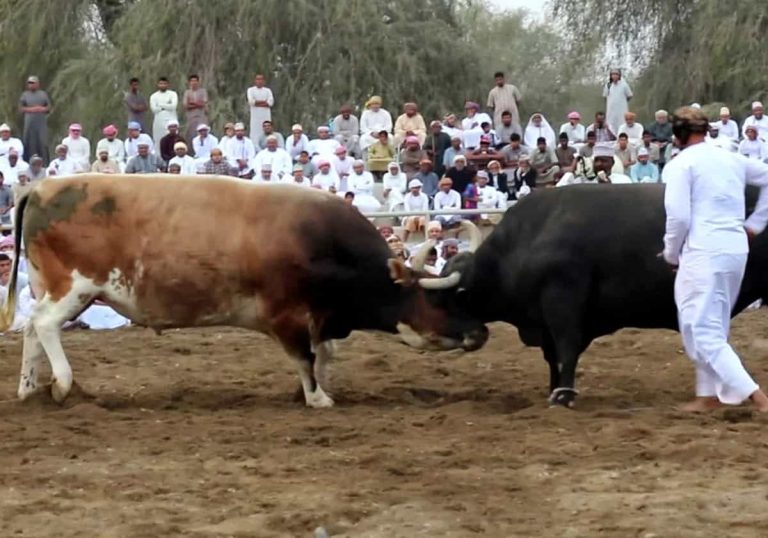 يدعى “نار الجماهير” وسعره خيالي.. نفوق أشهر ثور في سلطنة عمان يدعى "نار الجماهير" وسعره خيالي.. نفوق أشهر ثور في سلطنة عمان
