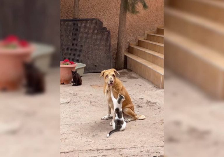 لكل قاعدة شواذ.. فيديو مؤثر جدا لما فعلته قطة مع كلب أعمى