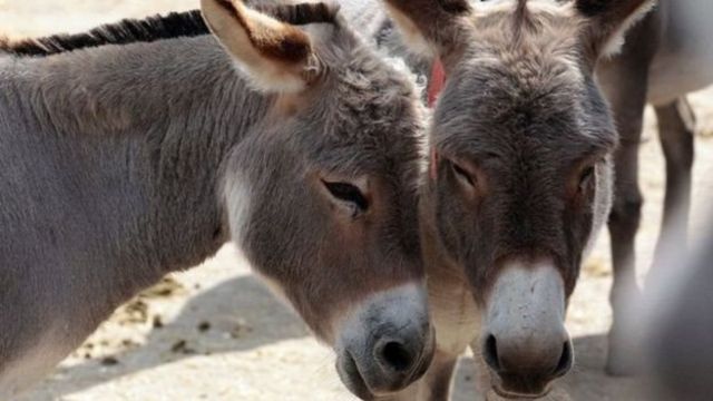 لهذا السبب الصين تضع عينها على كل “حمير” العالم وتريد شراءهم الحمير
