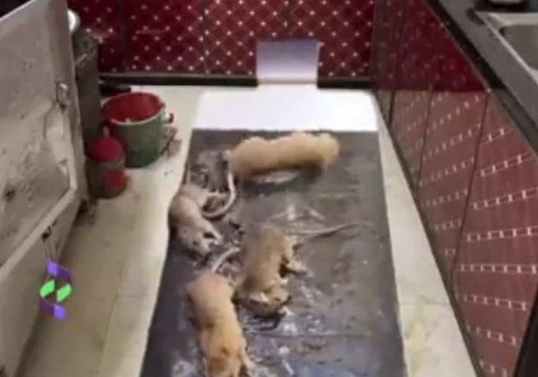 فيديو صادم ومقزز لفئران مهولة في أحد مطابخ نيجيريا فيديو صادم ومقزز لفئران مهولة في أحد مطابخ نيجيريا