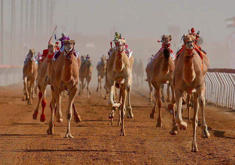 خليل البلوشي ألهب حماسه منافسة شرسة بين "جمل قطري وآخر إماراتي"