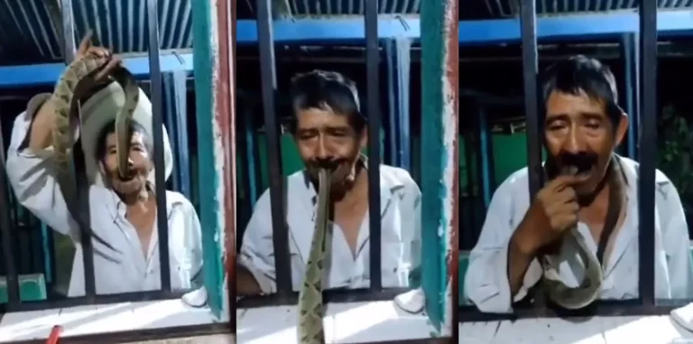 مسن يدخل أفعى سامة في فمه