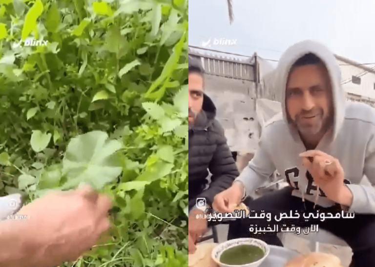 "هدية السماء".. كيف ساعد "نبات بري الخبيزة" أهالي غزة على محاربة المجاعة؟