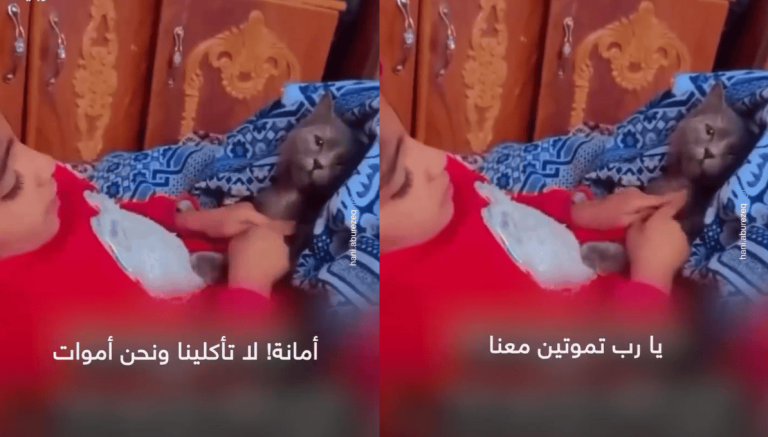 بماذا أوصت قطتها؟.. مشهد عفوي مُبكي وصادم لطفلة فلسطينية! (فيديو) بماذا أوصت قطتها؟.. مشهد عفوي مُبكي وصادم لطفلة فلسطينية!