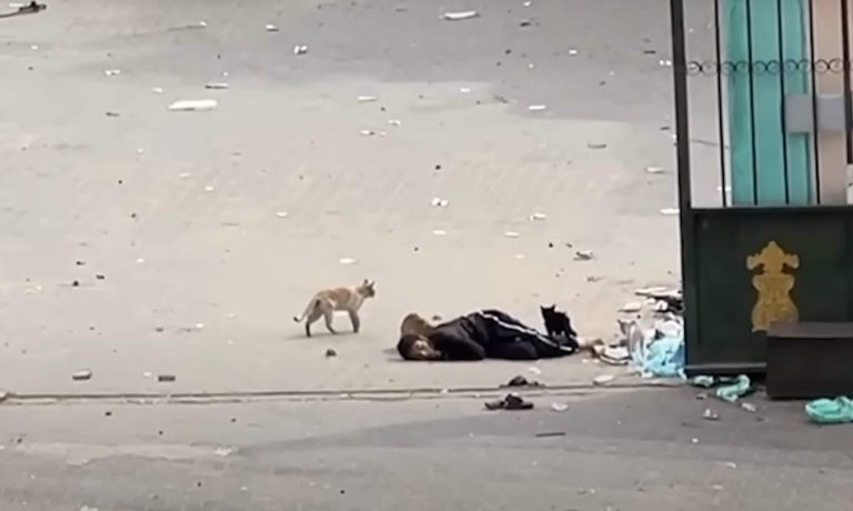 مشاهد مؤلمة لقطط تنهش جثمان طفل استشهد برصاص قناص إسرائيلي في غزة قطط تنهش جثمان طفل فلسطيني في غزة