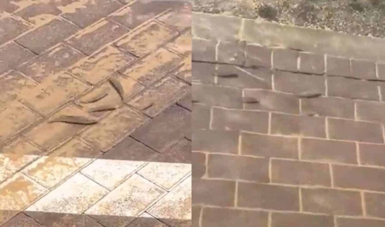 فشل البنية التحتية في دبي .. الأسماك تعوم في الشوارع بعد المنخفض الجوي! (فيديو) أسماك في شوارع دبي