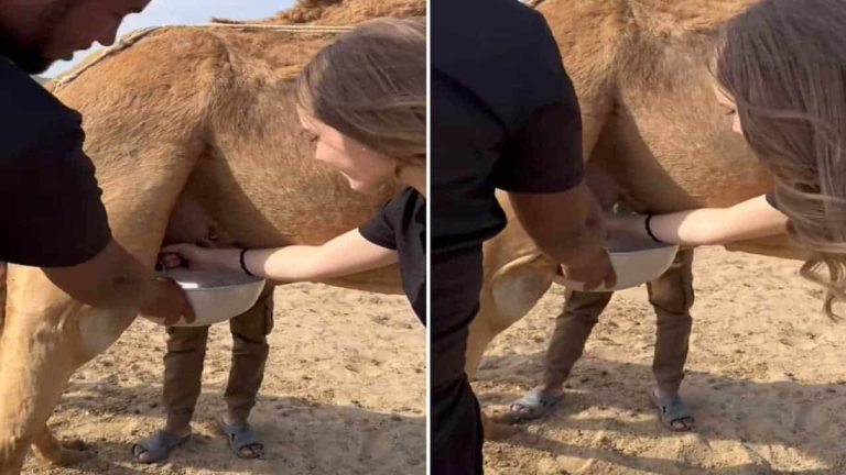 زوجة لاعب محترف بالسعودية تثير الجدل بحلب الإبل في الصحراء (فيديو) زوجة غابري فيغا