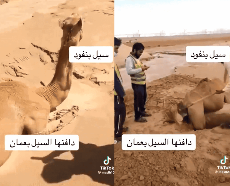 مشهد لا يصدق لناقة تخرج حية بعد أن دفنها السيل في السلطنة (فيديو) مشهد لا يصدق لناقة تخرج حية بعد أن دفنها السيل في السلطنة