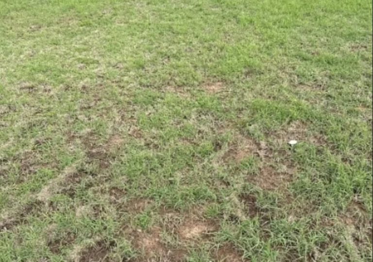 اكتشاف الأفعى الجرسية المخفية
